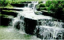 巴西神奇之水樣貌