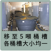 久司巴西酵素熟成過程1.移至5頓桶槽，各桶槽大小均一